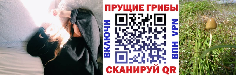 Галлюциногенные грибы мицелий  купить наркоту  Энгельс 